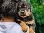 Rottweiler Puppies