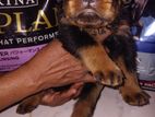 Rottweiler Puppies