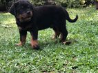 Rottweiler Puppies