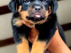 Rottweiler Puppies