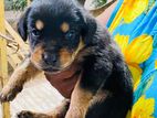 Rottweiler Puppies