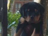 Rottweiler Puppies