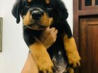 Rottweiler Puppies