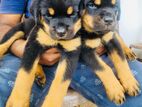 Rottweiler Puppies