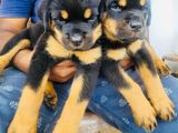 Rottweiler Puppies