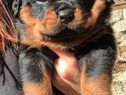 Rottweiler Puppies