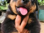 Rottweiler Puppies