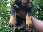 Rottweiler Puppies