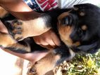 Rottweiler Puppies