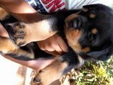 Rottweiler Puppies