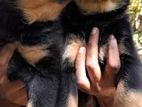 Rottweiler Puppies