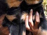 Rottweiler Puppies