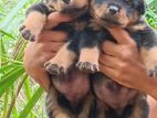 Rottweiler Puppies