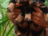 Rottweiler Puppies