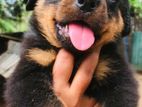 Rottweiler Puppies