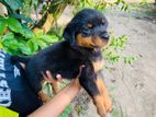 Rottweiler Puppies