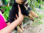 Rottweiler Puppies