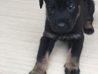 Rottweiler Puppies