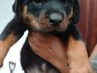 Rottweiler Puppies