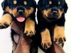 Rottweiler Puppies