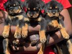 Rottweiler Puppies