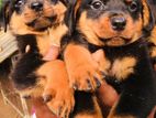 Rottweiler Puppies