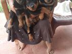 Rottweiler Puppies