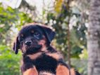 Rottweiler Puppies