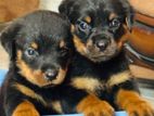 Rottweiler Puppies