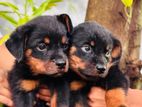 Rottweiler Puppies