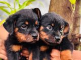 Rottweiler Puppies