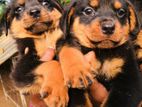 Rottweiler puppies