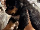 Rottweiler Puppies