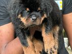 Rottweiler Puppies