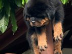 Rottweiler Puppies