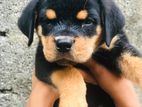 Rottweiler Puppies