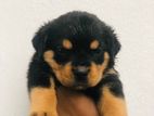 Rottweiler Puppies