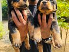 Rottweiler Puppies