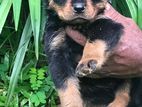 Rottweiler Puppies