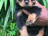 Rottweiler Puppies