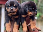 Rottweiler Puppies