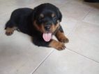 Rottweiler PUPPIES