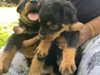 Rottweiler Puppies