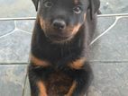 Rottweiler Puppies