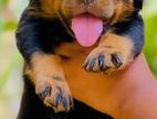 Rottweiler Puppies