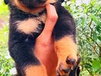 Rottweiler Puppies