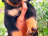 Rottweiler Puppies