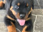 Rottweiler Puppies