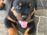 Rottweiler Puppies