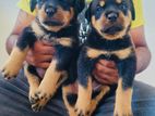 Rottweiler Puppies